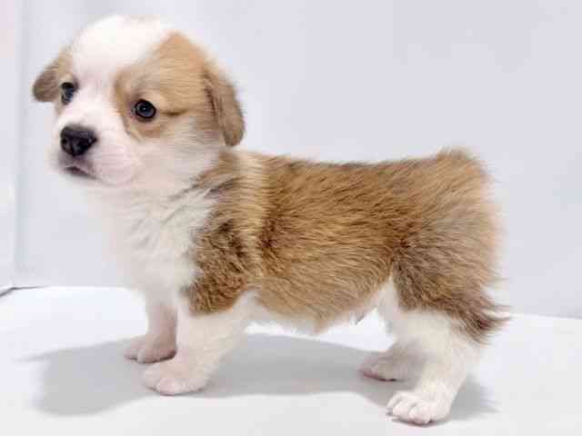 大阪府のウェルシュコーギーペンブローク (ひごペットフレンドリーイズミヤショッピングセンター千里丘店/2025年8月24日生まれ/男の子/レッドホワイト)の子犬の2枚目の画像