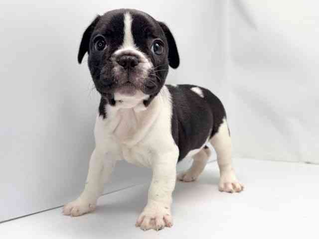 京都府のフレンチブルドッグ (ひごペットフレンドリー洛北阪急スクエア店/2025年8月21日生まれ/男の子/パイド)の子犬の2枚目の画像