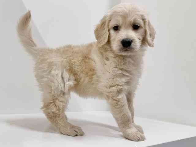 奈良県のゴールデンドゥードゥル(ゴールデン×プードル) (ひごペットフレンドリーイオンモール橿原ウエストビレッジ店/2025年8月24日生まれ/女の子/ゴールデン)の子犬の2枚目の画像