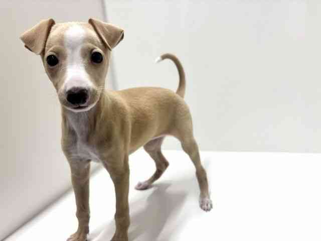 愛知県のイタリアングレーハウンド (ひごペットフレンドリーららぽーと名古屋みなとアクルス店/2025年8月21日生まれ/女の子/クリームホワイト)の子犬の2枚目の画像