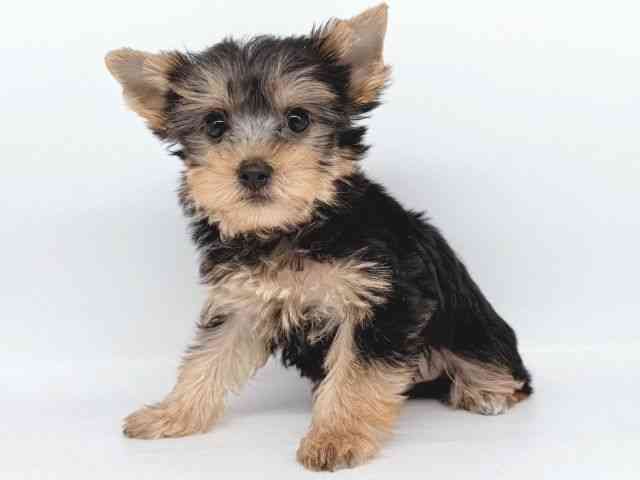 大阪府のヨークシャーテリア (ひごペットフレンドリー瓜破店/2025年8月24日生まれ/男の子/スチールブルータン)の子犬の2枚目の画像