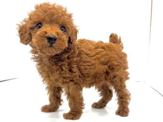 大阪府のトイプードル(トイ) (ひごペットフレンドリーイオンタウン茨木太田店/2025年8月16日生まれ/男の子/レッド)の子犬の2枚目の画像