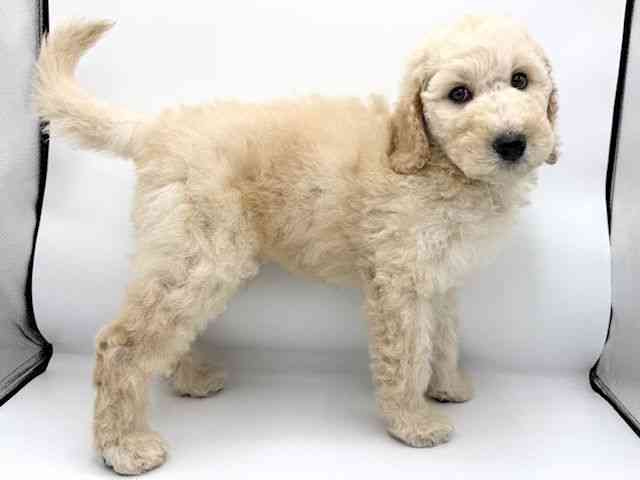 大阪府のスタンダードプードル (ひごペットフレンドリーららぽーとEXPOCITY店/2025年8月23日生まれ/男の子/クリーム)の子犬の2枚目の画像