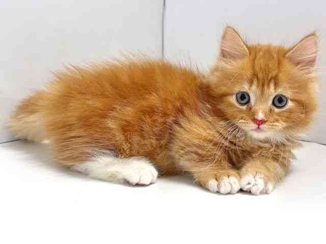 奈良県のミヌエット (ひごペットフレンドリー奈良パワーシティ店/2025年8月22日生まれ/男の子/レッドタビーホワイト)の子猫の2枚目の画像