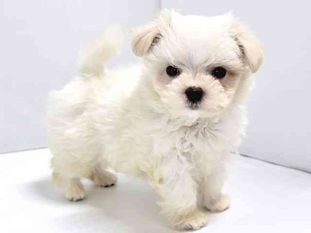 奈良県のマルチーズ (ひごペットフレンドリー奈良パワーシティ店/2025年8月20日生まれ/男の子/ホワイト)の子犬の2枚目の画像