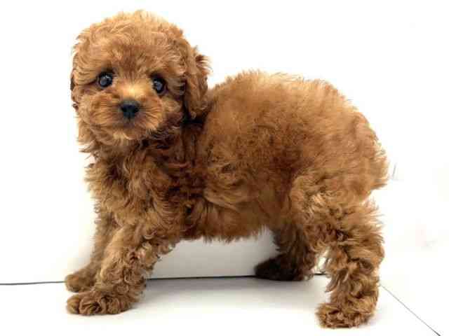 兵庫県のトイプードル(トイ) (ひごペットフレンドリークラウンパーク伊丹店/2025年8月21日生まれ/女の子/レッド)の子犬の2枚目の画像