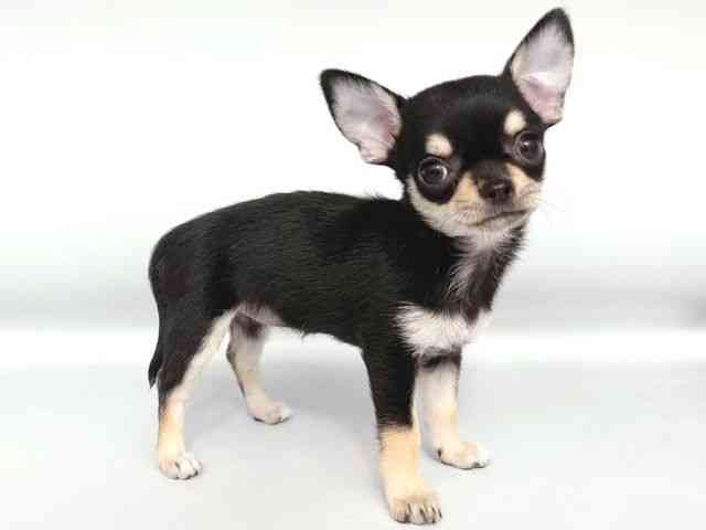 大阪府のチワワ(スムース) (ひごペットフレンドリー岸和田店/2025年8月24日生まれ/女の子/ブラッククリームホワイト)の子犬の2枚目の画像