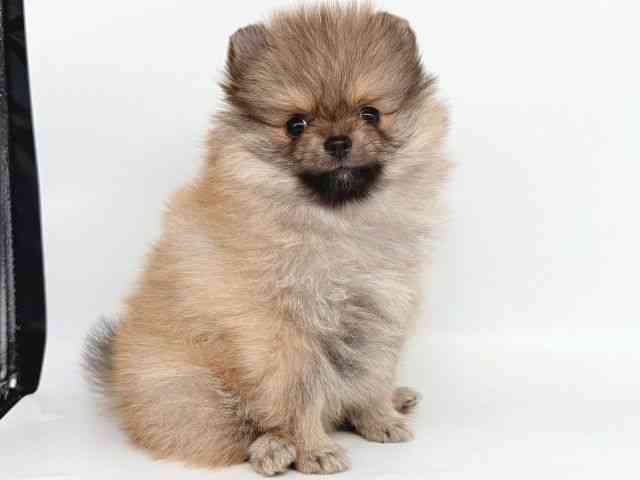 大阪府のポメラニアン (ひごペットフレンドリー瓜破店/2025年8月24日生まれ/女の子/オレンジ)の子犬の2枚目の画像