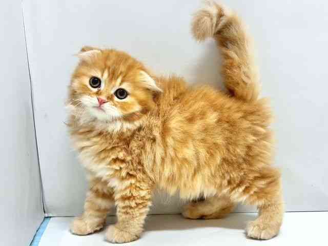 奈良県のスコティッシュフォールド (ひごペットフレンドリー奈良パワーシティ店/2025年8月23日生まれ/男の子/レッドタビー)の子猫の2枚目の画像