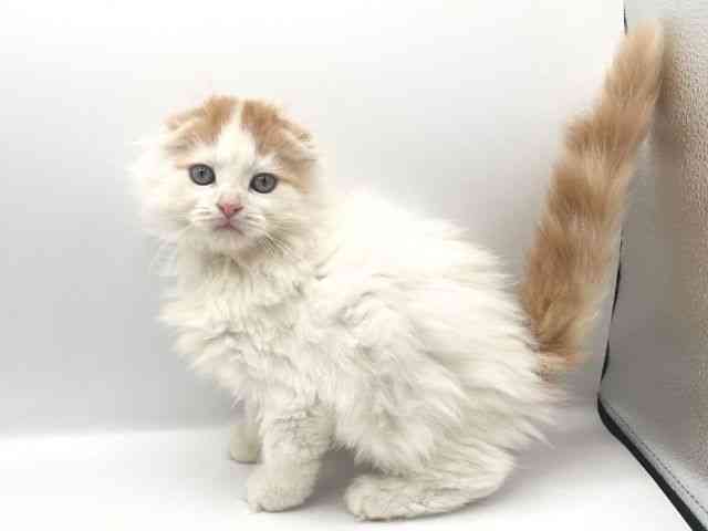 京都府のスコティッシュフォールド (ひごペットフレンドリーイオンモール高の原店/2025年8月24日生まれ/男の子/レッドタビーホワイトバン)の子猫の2枚目の画像