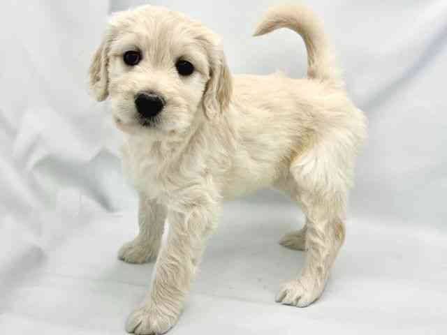 大阪府のゴールデンドゥードゥル(ゴールデン×プードル) (ひごペットフレンドリーイトーヨーカドー津久野店/2025年8月23日生まれ/女の子/クリーム)の子犬の2枚目の画像