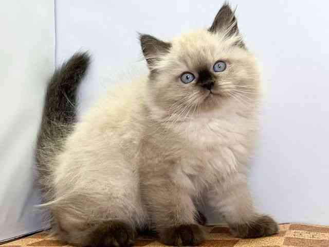 愛媛県のヒマラヤン (ひごペットフレンドリーエミフルMASAKI店/2025年8月23日生まれ/男の子/シールポイント)の子猫の2枚目の画像