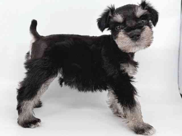 大阪府のミニチュアシュナウザー (ひごペットフレンドリー瓜破店/2025年8月23日生まれ/女の子/ブラックシルバー)の子犬の2枚目の画像