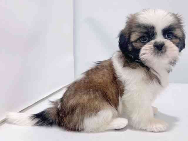 2025年8月24日生まれのシーズーの2枚目の写真