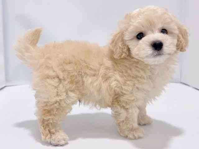 2025年8月23日生まれのトイプードル(トイ)の2枚目の写真