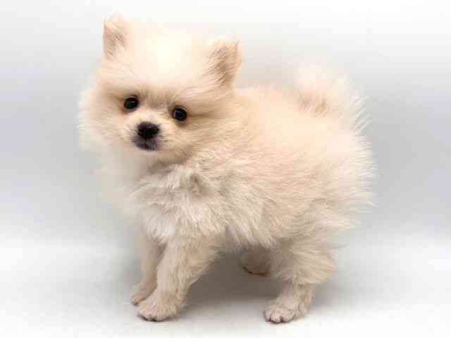 奈良県のポメラニアン (ひごペットフレンドリー田原本店/2025年8月25日生まれ/男の子/クリーム)の子犬の2枚目の画像