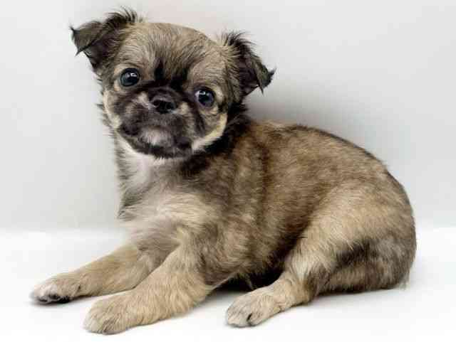 奈良県のチワワ(ロング) (ひごペットフレンドリートナリエ大和高田店/2025年8月23日生まれ/女の子/フォーン)の子犬の2枚目の画像