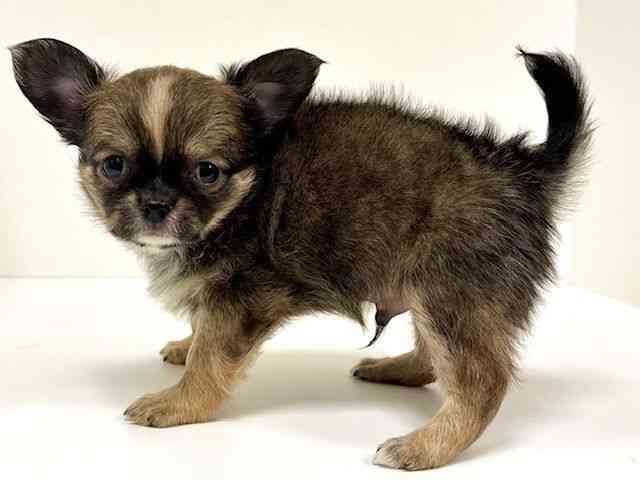 愛知県のチワワ(ロング) (ひごペットフレンドリーイトーヨーカドー知多店/2025年8月24日生まれ/男の子/フォーンホワイト)の子犬の2枚目の画像