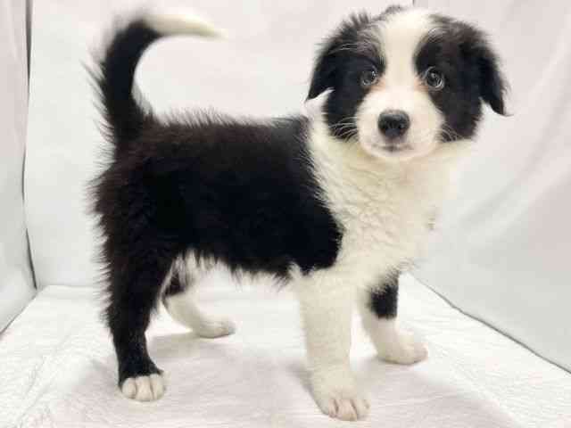 高知県のボーダーコリー (ひごペットフレンドリーイオンモール高知店/2025年8月23日生まれ/男の子/ブラックホワイト)の子犬の2枚目の画像
