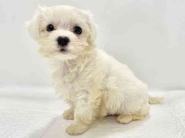 高知県のマルチーズ (ひごペットフレンドリーイオンモール高知店/2025年8月26日生まれ/男の子/ホワイト)の子犬の2枚目の画像