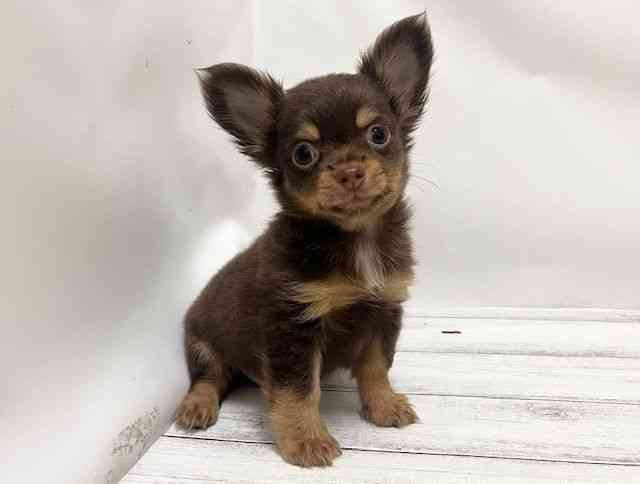 和歌山県のチワワ(ロング) (ひごペットフレンドリーパームシティ和歌山店/2025年8月21日生まれ/男の子/チョコレートタン)の子犬の2枚目の画像