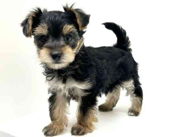 兵庫県のマルキー/マルヨーキー(マルチーズ×ヨークシャーテリア) (ひごペットフレンドリーブルメールHAT神戸店/2025年8月25日生まれ/男の子/ブラック)の子犬の2枚目の画像