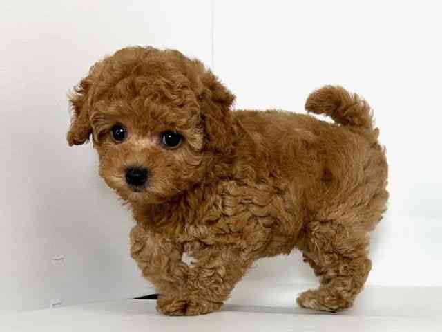 2025年8月25日生まれのトイプードル(トイ)の2枚目の写真