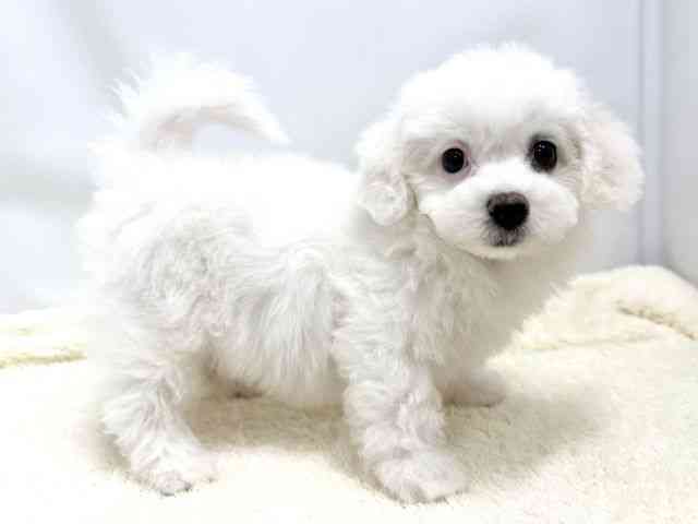 広島県のビションフリーゼ (ひごペットフレンドリーゆめタウン廿日市店/2025年8月18日生まれ/女の子/ホワイト)の子犬の2枚目の画像