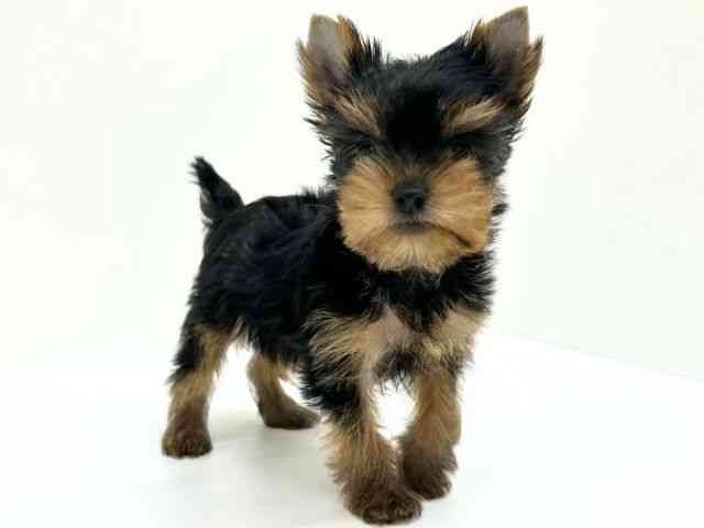 兵庫県のヨークシャーテリア (ひごペットフレンドリーブルメールHAT神戸店/2025年8月26日生まれ/女の子/スチールブルータン)の子犬の2枚目の画像