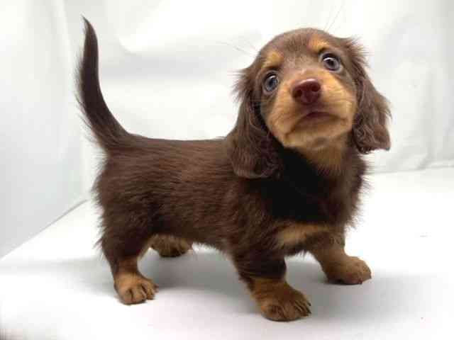 京都府のカニンヘンダックスフンド(ロング) (ひごペットフレンドリー洛北阪急スクエア店/2025年8月25日生まれ/男の子/チョコレートタン)の子犬の2枚目の画像