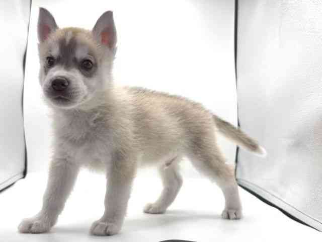 愛知県のシベリアンハスキー (ひごペットフレンドリープライムツリー赤池店/2025年8月26日生まれ/男の子/レッドホワイト)の子犬の2枚目の画像