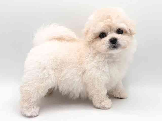 奈良県のハーフ犬・ミックス犬 (ひごペットフレンドリー田原本店/2025年8月24日生まれ/女の子/ホワイト)の子犬の2枚目の画像