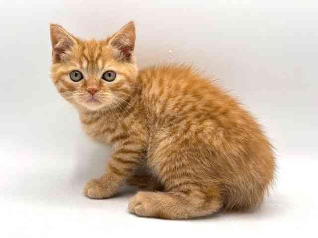 奈良県のスコティッシュフォールド (ひごペットフレンドリー田原本店/2025年8月23日生まれ/男の子/レッドタビー)の子猫の2枚目の画像