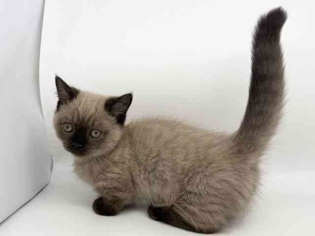 徳島県のマンチカン (ひごペットフレンドリーゆめタウン徳島店/2025年8月18日生まれ/男の子/シールリンクスポイント)の子猫の2枚目の画像