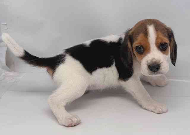 鳥取県のビーグル (ひごペットフレンドリーイオンモール鳥取北店/2025年8月26日生まれ/女の子/ホワイトブラックタン)の子犬の2枚目の画像