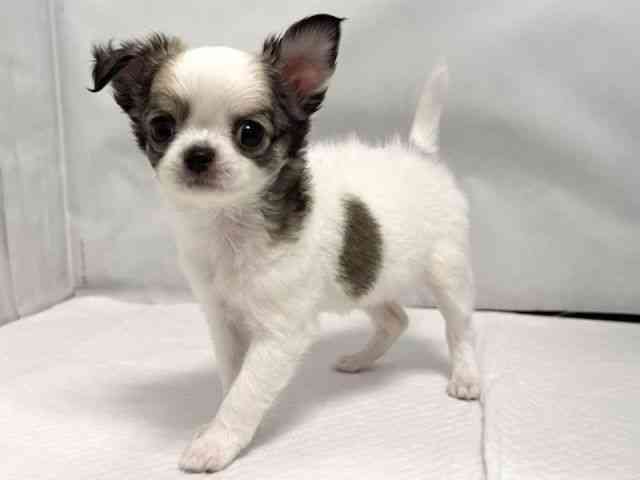 大阪府のチワワ(ロング) (ひごペットフレンドリー堺プラットプラット店/2025年8月26日生まれ/女の子/フォーンホワイト)の子犬の2枚目の画像