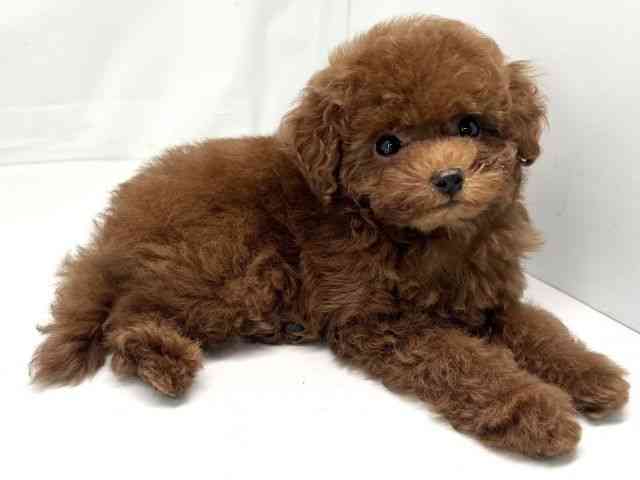 京都府のトイプードル(トイ) (ひごペットフレンドリー洛北阪急スクエア店/2025年8月18日生まれ/女の子/レッド)の子犬の2枚目の画像