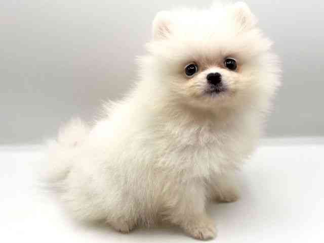 京都府のポメラニアン (ひごペットフレンドリーイオンモール高の原店/2025年8月28日生まれ/男の子/クリーム)の子犬の2枚目の画像