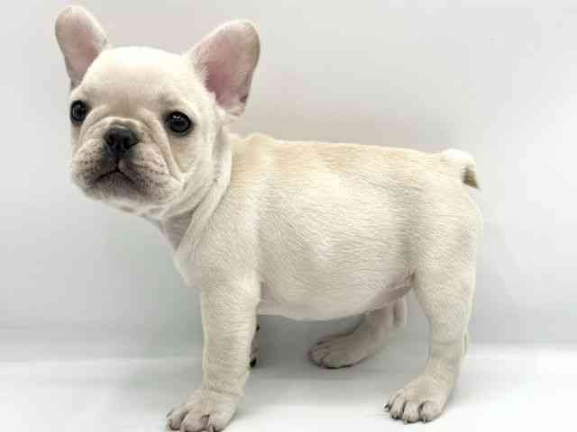 大阪府のフレンチブルドッグ (ひごペットフレンドリーららぽーとEXPOCITY店/2025年8月23日生まれ/女の子/クリーム)の子犬の2枚目の画像