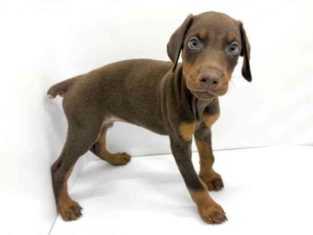 大阪府のドーベルマン (ひごペットフレンドリーイオンタウン茨木太田店/2025年8月27日生まれ/男の子/チョコレートタン)の子犬の2枚目の画像