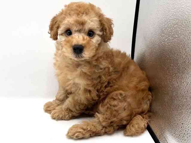 京都府のトイプードル(トイ) (ひごペットフレンドリーイオンモール高の原店/2025年8月28日生まれ/男の子/オレンジフォーン)の子犬の2枚目の画像