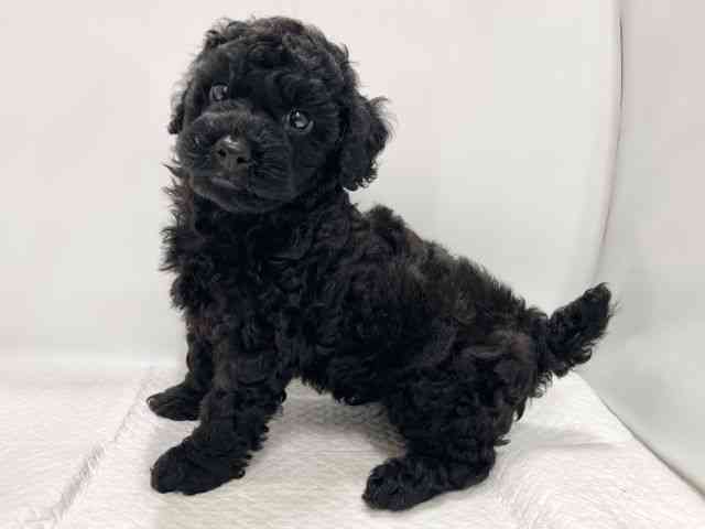 高知県のトイプードル(トイ) (ひごペットフレンドリーイオンモール高知店/2025年8月28日生まれ/男の子/ブラック)の子犬の2枚目の画像