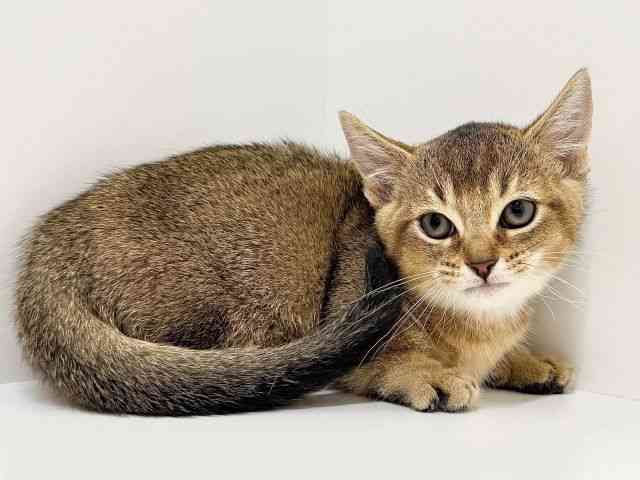 奈良県のマンチカン (ひごペットフレンドリーイオンモール橿原ウエストビレッジ店/2025年8月21日生まれ/女の子/ブラウンタビー)の子猫の2枚目の画像