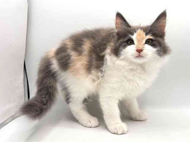 奈良県のノルウェージャンフォレストキャット (ひごペットフレンドリー田原本店/2025年8月15日生まれ/女の子/ダイリュートキャリコ)の子猫の2枚目の画像