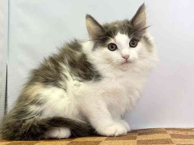 2025年8月15日生まれのノルウェージャンフォレストキャットの2枚目の写真