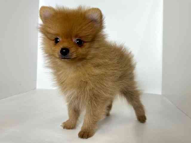 2025年8月28日生まれのポメラニアンの2枚目の写真
