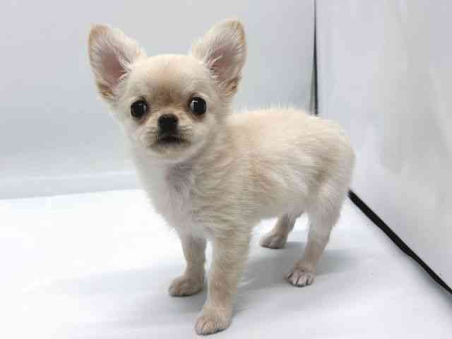 京都府のチワワ(ロング) (ひごペットフレンドリー京都店/2025年8月23日生まれ/女の子/クリーム)の子犬の2枚目の画像