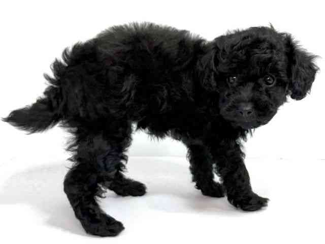 2025年8月26日生まれのトイプードル(トイ)の2枚目の写真