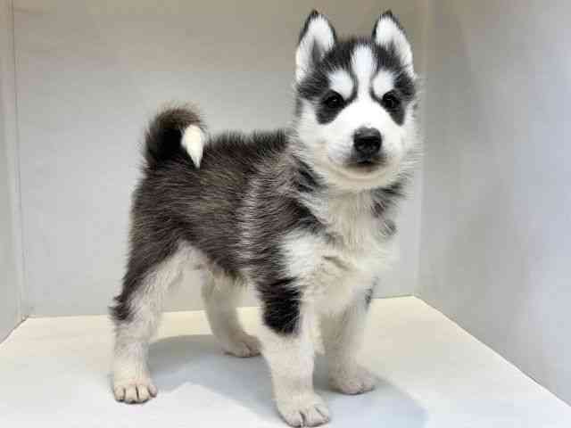 大阪府のシベリアンハスキー (ひごペットフレンドリーセブンパーク天美店/2025年8月30日生まれ/男の子/ブラックホワイト)の子犬の2枚目の画像