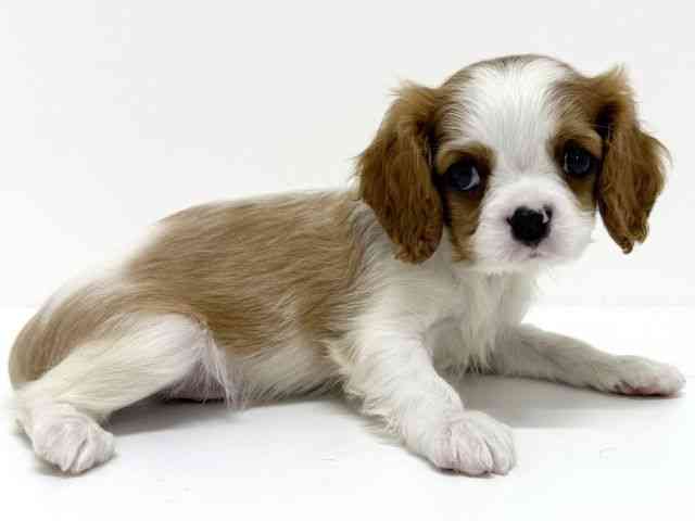 大阪府のキャバリアキングチャールズスパニエル (ひごペットフレンドリーくずはモール店/2025年8月27日生まれ/男の子/ブレンハイム)の子犬の2枚目の画像